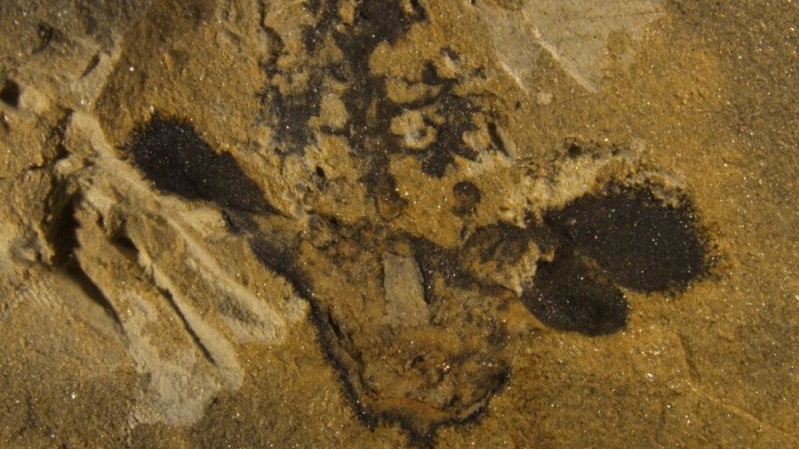 Květy z doby dinosaurů. Krytosemenné rostliny jsou nejméně o 50 milionů let starší