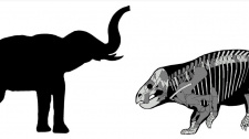 Lisowicia bojani, sloni triasu