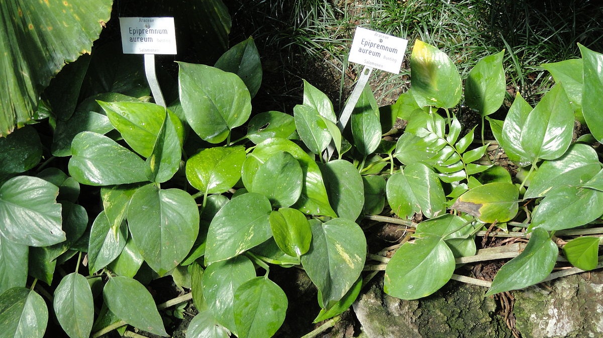 Geneticky upravená pokojovka umí čistit ovzduší