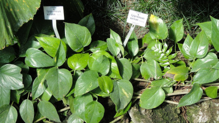 Geneticky upravená pokojovka umí čistit ovzduší