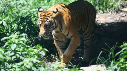 Tygři zaskočili ochránce přírody. Jejich počet v nepálské džungli se zdvojnásobil