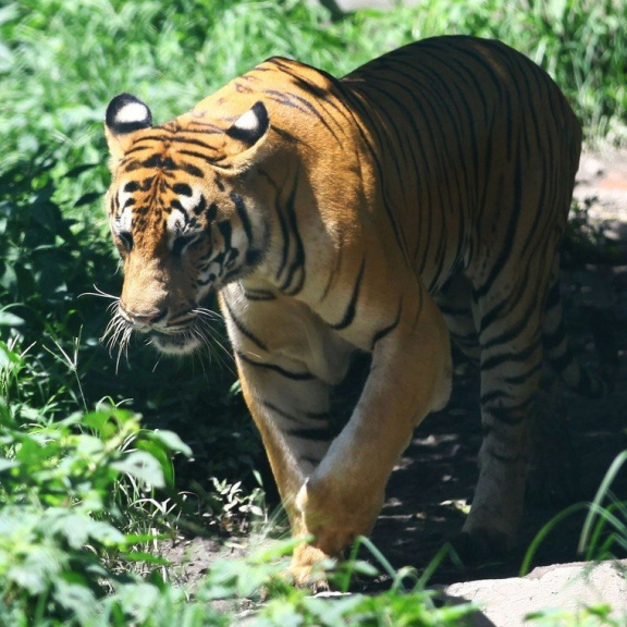 Tygři zaskočili ochránce přírody. Jejich počet v nepálské džungli se zdvojnásobil