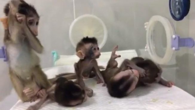 Čínští naklonovaní makaci