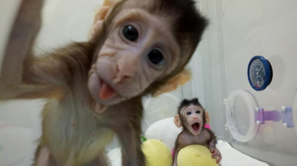 Čína naklonovala makaky. Mohli by snížit pokusy na zvířatech