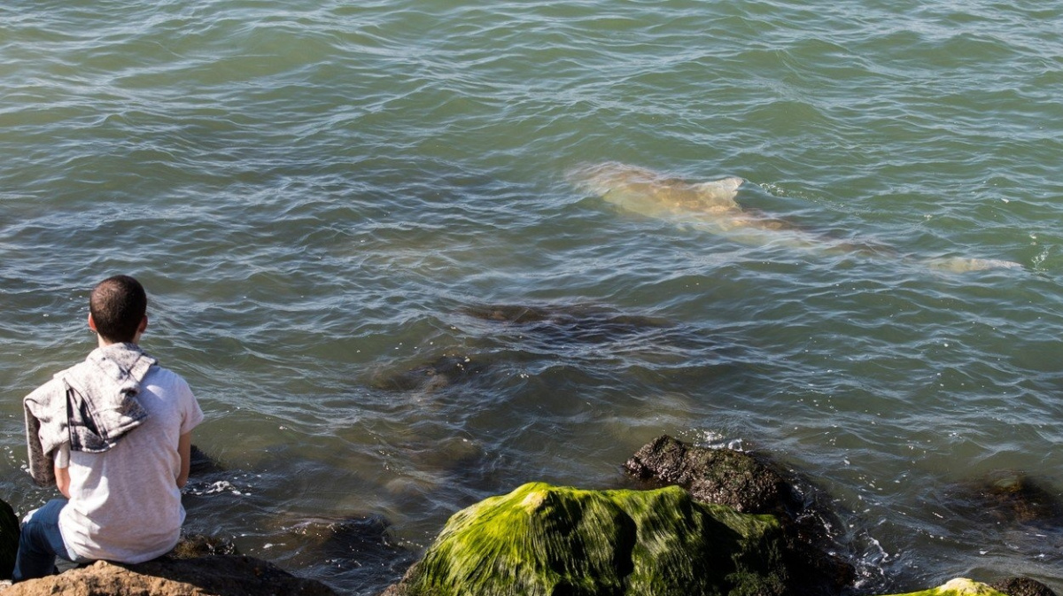 Elektrárna láká žraloky. Vědci netuší, proč