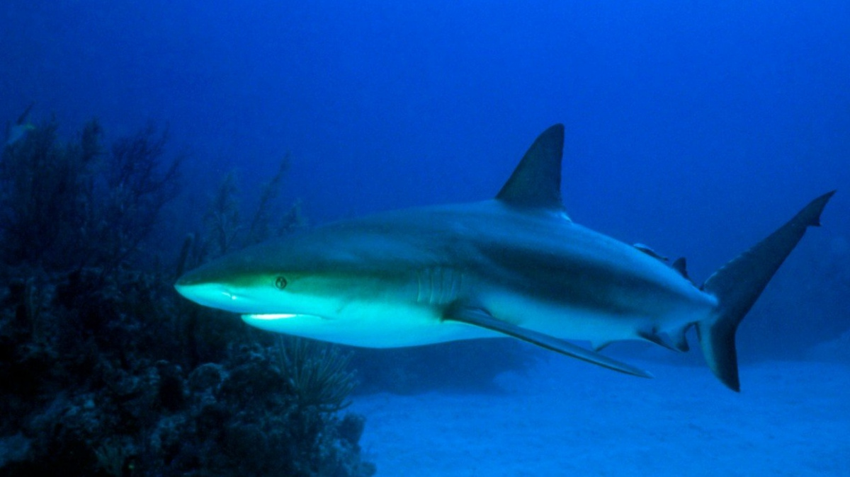 Dokonalí už 385 milionů let. Vědci si posvítili na ranou evoluci žraloků
