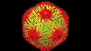 Obří medusavirus umí napadené buňky nechat zkamenět