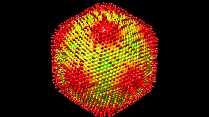 Obří medusavirus umí napadené buňky nechat zkamenět