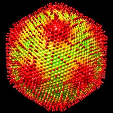 Obří medusavirus umí napadené buňky nechat zkamenět