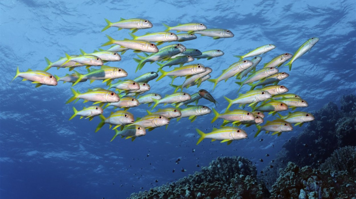 Počet ryb v mořích se dlouhodobě snižuje i vlivem teplot, upozorňuje nová studie