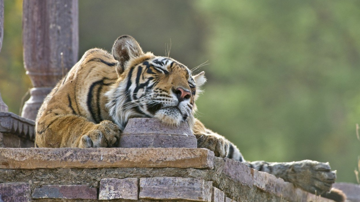 Mohou zvířata přežít bez spánku?