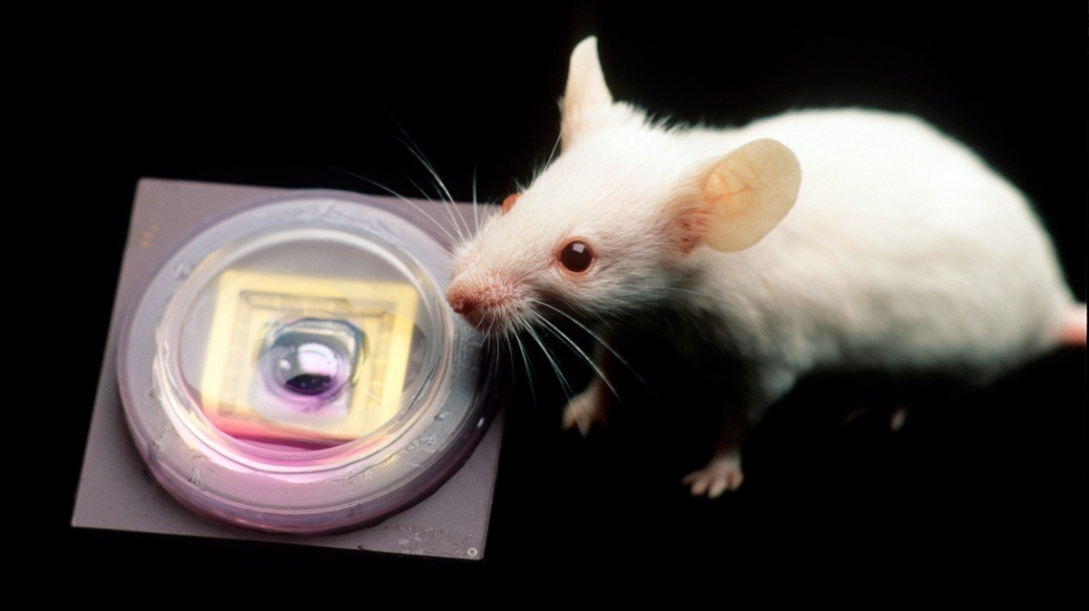 Vědci vypnuli myším v mozku závislost na alkoholu