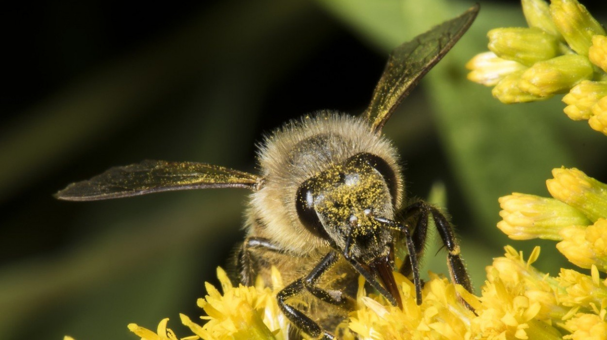 Vymírání hmyzu není zřejmě tak vážné, jak hrozila nedávná studie
