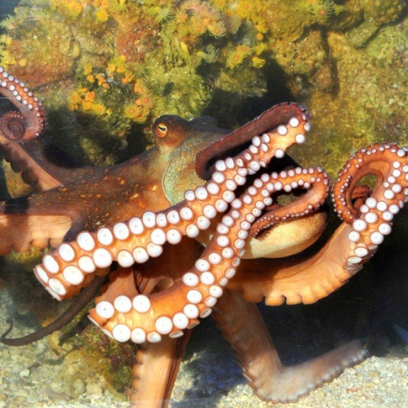 Chobotnice vs. Darwin. Rozjeli hlavonožci vlastní verzi evoluce?