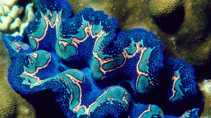 Zévy pomáhají korálovým útesům tím, že je ničí