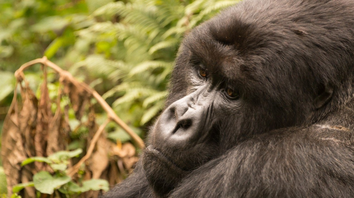 Gorily podle nového výzkumu truchlí pro své zesnulé