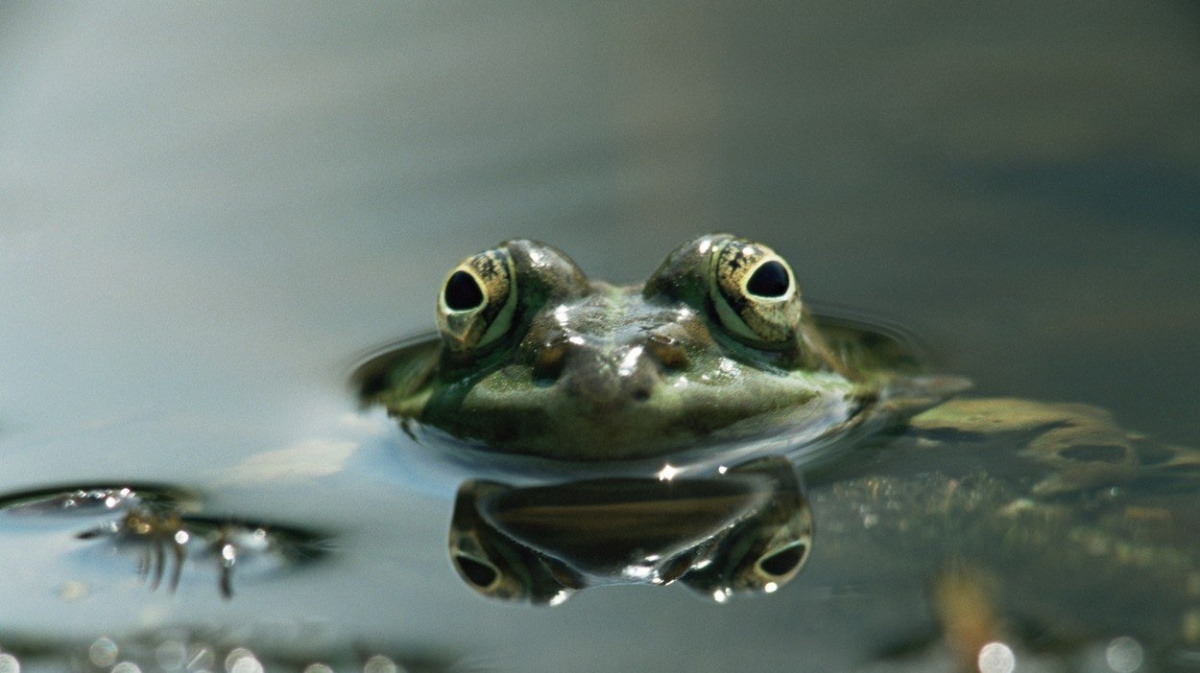 Zvoní žabám hrana? Podle studie mohou nákazy vést k vymření celých druhů