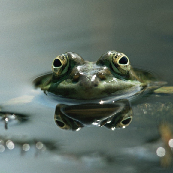 Zvoní žabám hrana? Podle studie mohou nákazy vést k vymření celých druhů