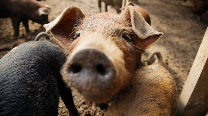 Vědci částečně oživili mozky prasat čtyři hodiny po jejich smrti