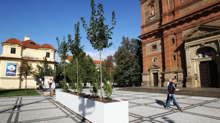 Stromy ve městech rostou rychleji, ale umírají mnohem dříve