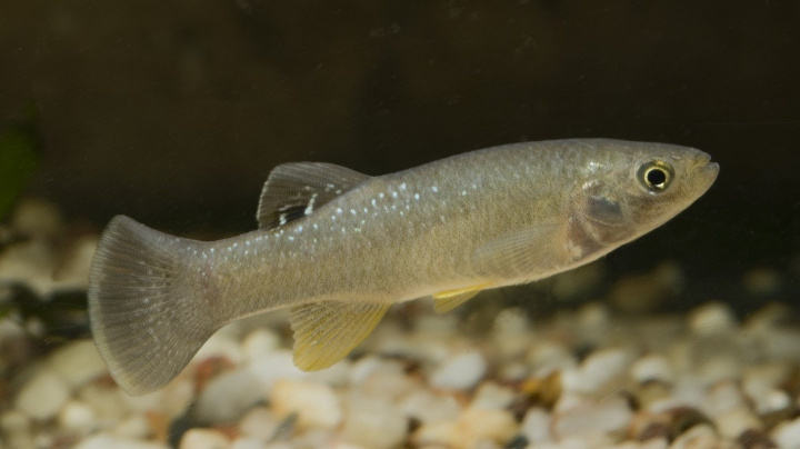 Aby rybky Gulf killifish přežily extrémní znečištění, 'půjčily' si DNA od příbuzných