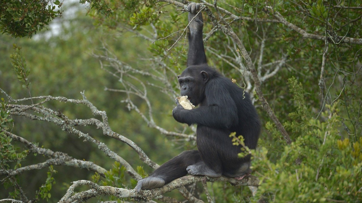 Šimpanzi v Sierra Leone se začínají 'domestikovat', přibližují se lidským obydlím