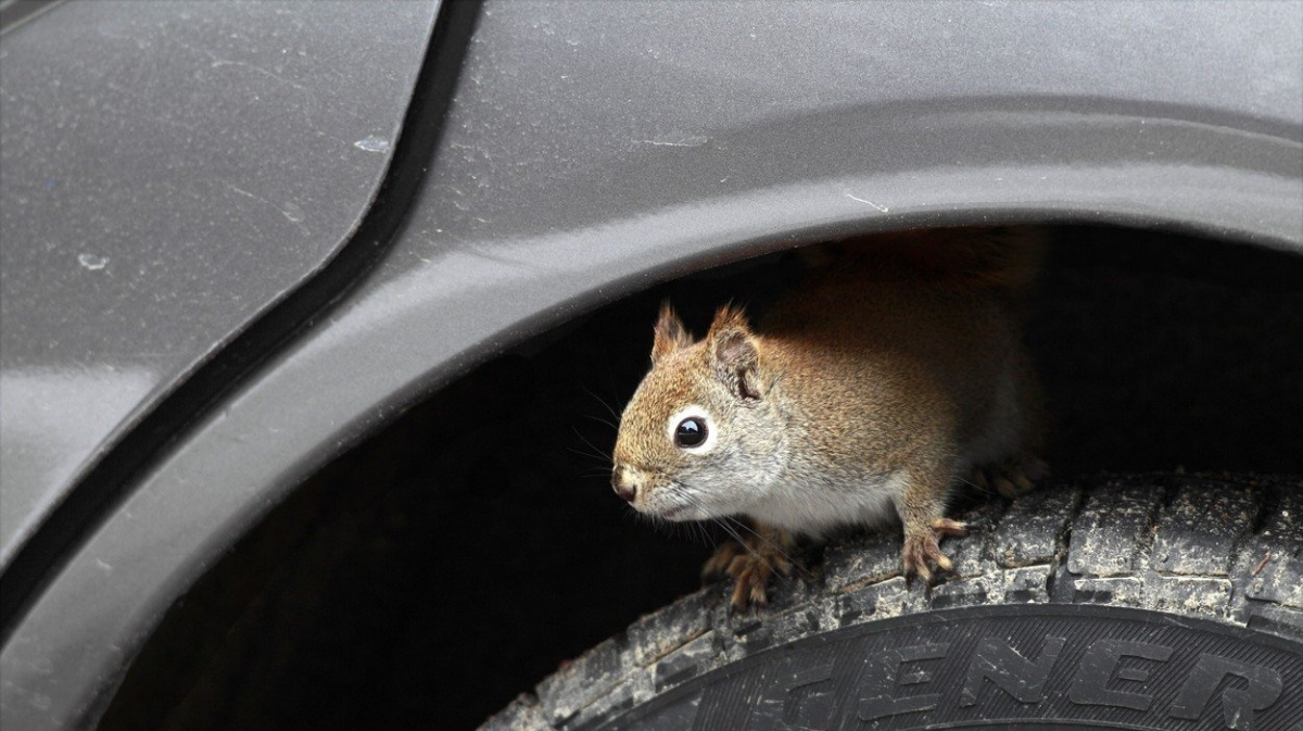 Savci by se kvůli klimatické změně mohli do konce století zmenšit až o čtvrtinu