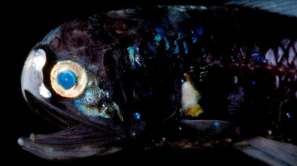 Tým české vědkyně odhalil, že hlubokomořské ryby vidí překvapivě dobře