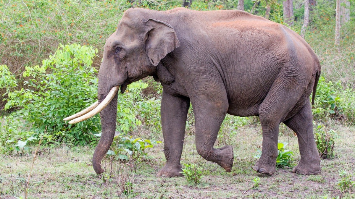Změňte definici 'ohroženého druhu', požadují vědci. Ta současná škodí velkým zvířatům