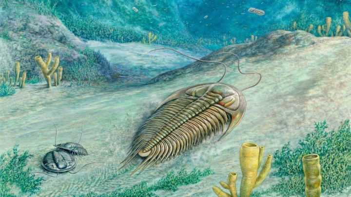 Kambrické explozi života zřejmě napomohla desková tektonika