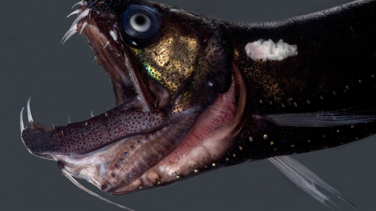 Neviditelné zuby dravce. Pestrosvítivec může pomoci při výrobě nových materiálů