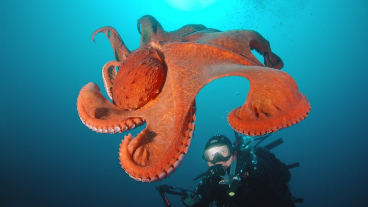Chapadla chobotnic žijí vlastním životem, plní složité úkoly a nepotřebují k tomu mozek