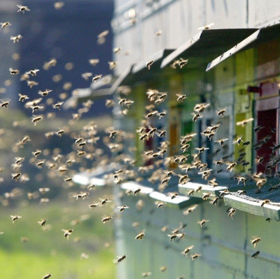 Včela jako základ státu? Bez nich zmizí civilizace, jak ji známe