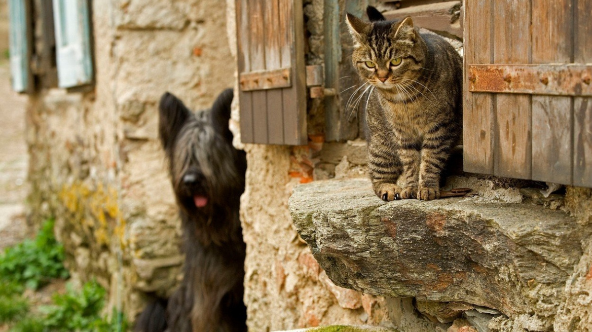 Jsou lepší psi, anebo kočky? Minimálně srovnání mozků nese jasnou odpověď