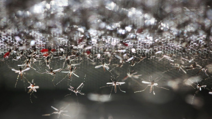 Nová sterilizační metoda vymýtila komáry z čínského ostrova
