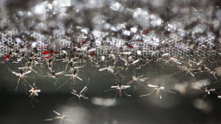 Nová sterilizační metoda vymýtila komáry z čínského ostrova