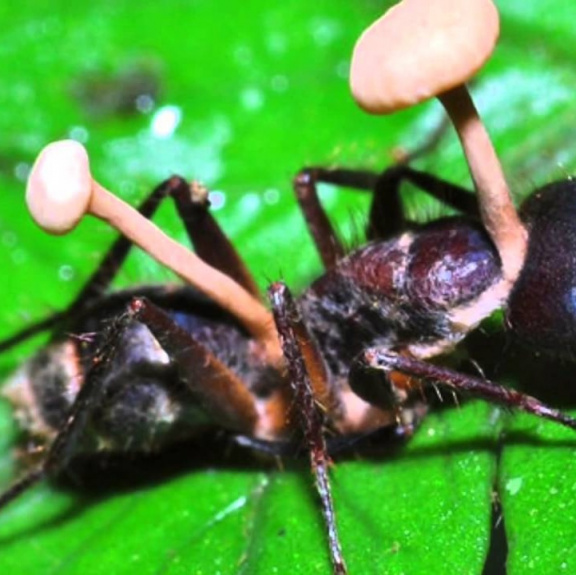 Parazitická houba udělá z mravenců zombie a pak je usmrtí