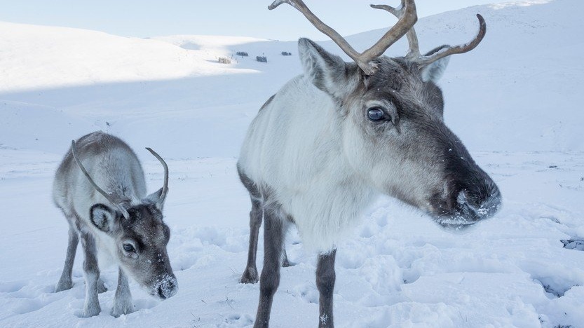 Arktičtí sobi umírají hlady