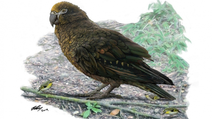Gigantický papoušek Héraklés obýval Nový Zéland
