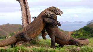 Godzilla z ostrovů má srdce savce
