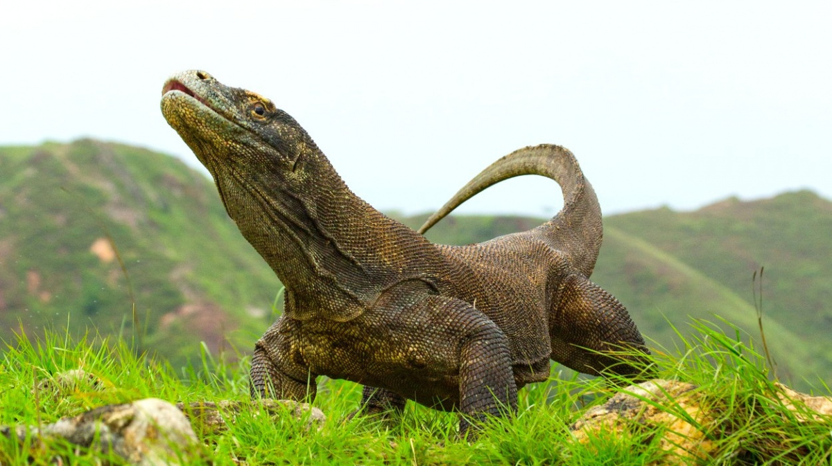 Komodští draci mají „železné“ zuby, ukázal výzkum