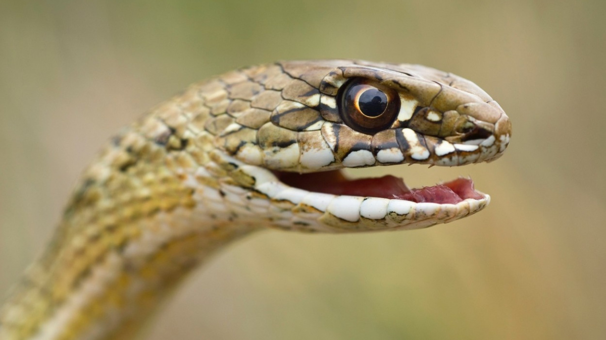 Američan se nechal 200krát uštknout, aby zachránil miliony životů