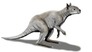 Klokani skákali v Austrálii už v době ledové