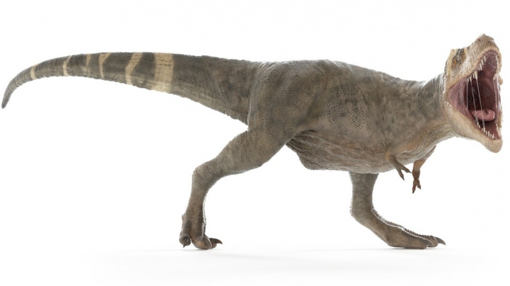 Tyrannosaurus rex se zahříval dutinami v lebce
