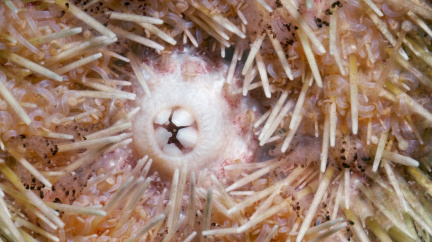 Mořský ježek má zuby jako břitvy. Může být inspirací pro dentisty