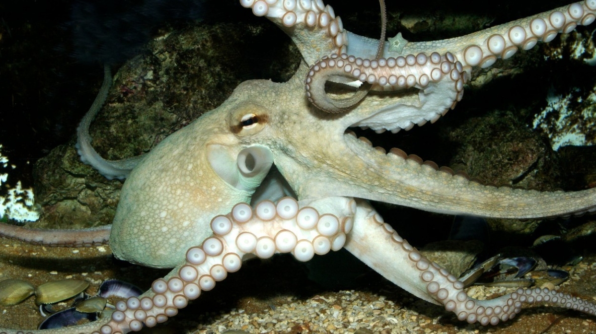 Hybrid robota a počítače byl inspirován chobotnicí