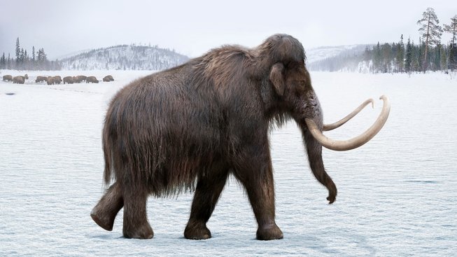 Co zabilo poslední osamělé mamuty?