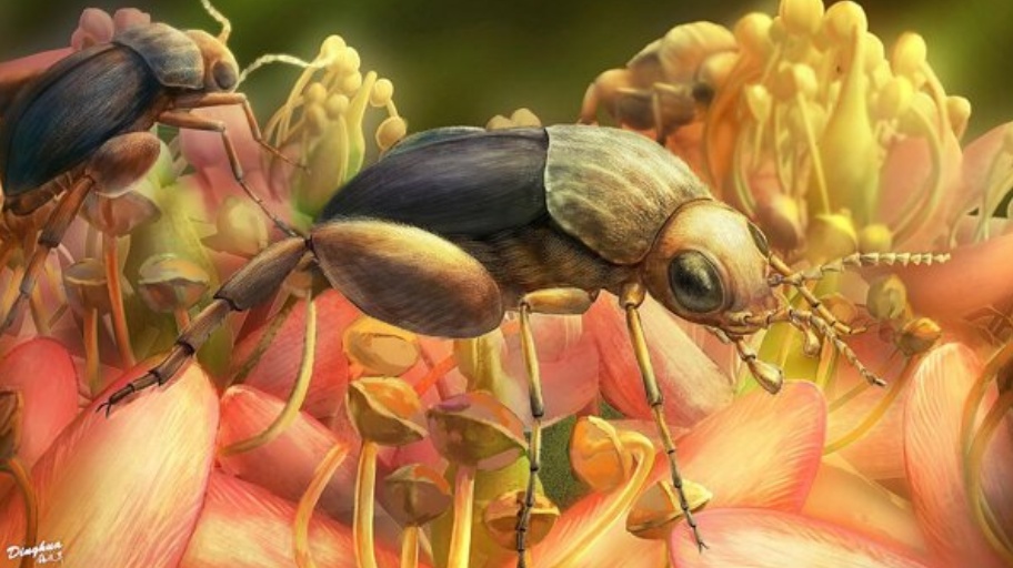 Sto milionů let starý brouk měl pyl na nohou