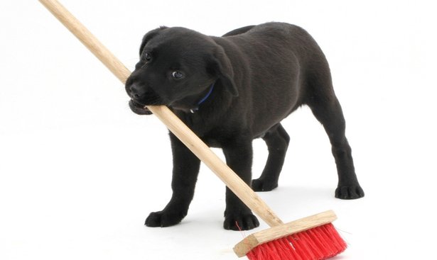 profimedia-0225076997blacklabrador