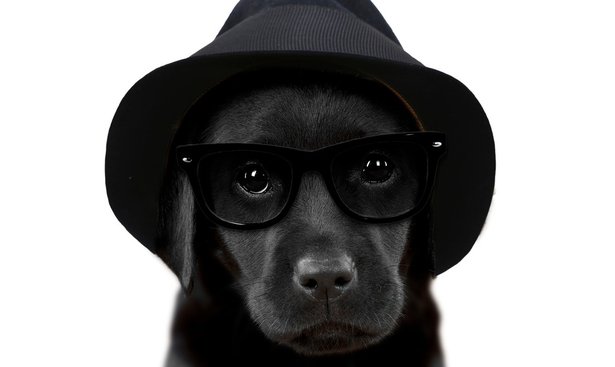 profimedia-0349720981olddog